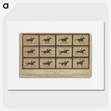 2-61_Eadweard-Muybridge_picture