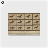 アートポストカード-The Horse in Motion
 - エドワード マイブリッジ Postcard.