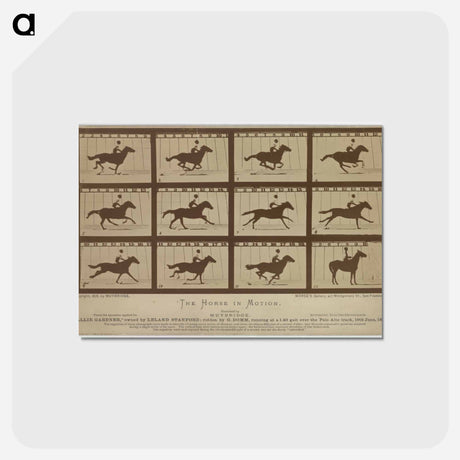 アートポストカード-The Horse in Motion
 - エドワード マイブリッジ Postcard.