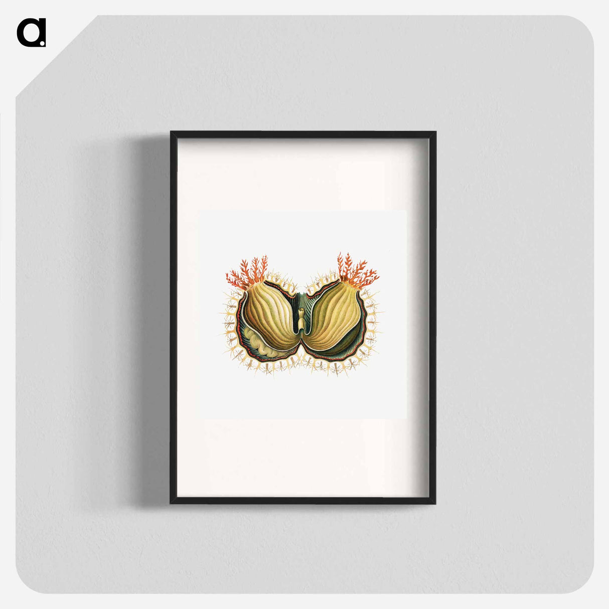 Colorful vintage tunicate illustration - エルンスト ヘッケル Poster.