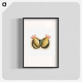 Colorful vintage tunicate illustration - エルンスト ヘッケル Poster.