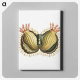 2-61_Ernst-Haeckel_canvas