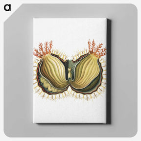 2-61_Ernst-Haeckel_canvas