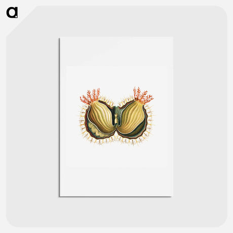 アートポストカード-Colorful vintage tunicate illustration - エルンスト ヘッケル Postcard.