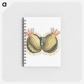 2-61_Ernst-Haeckel_memo