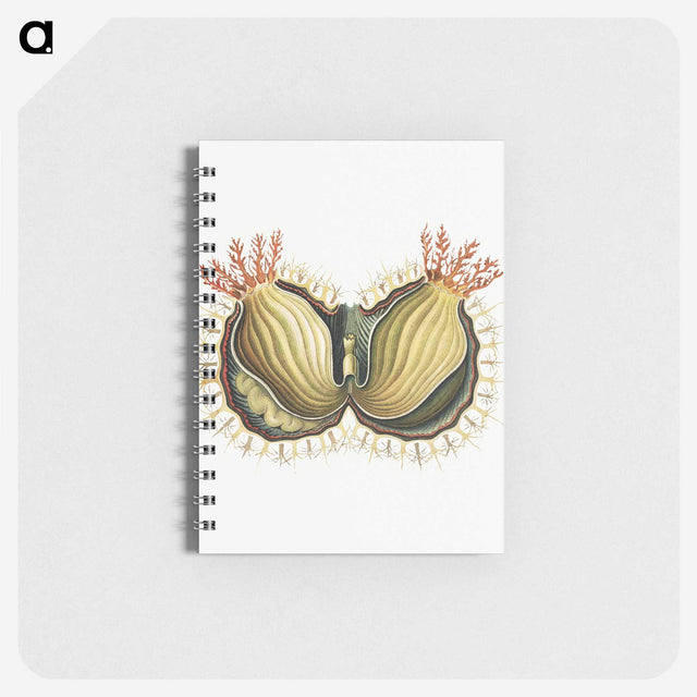 2-61_Ernst-Haeckel_memo