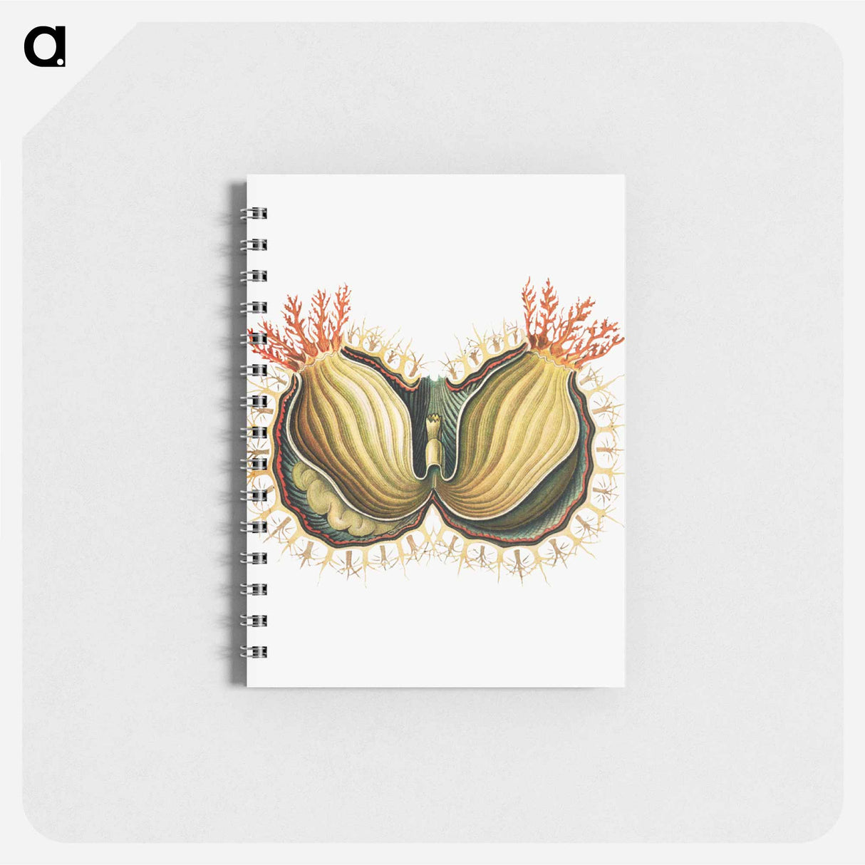 アートメモ帳-Colorful vintage tunicate illustration - エルンスト ヘッケル Memo.