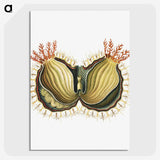 2-61_Ernst-Haeckel_picture-crop