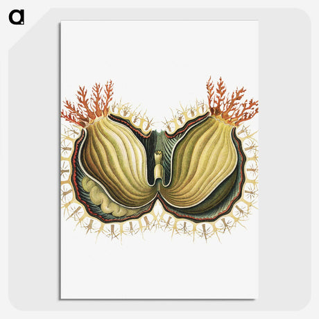 2-61_Ernst-Haeckel_picture-crop
