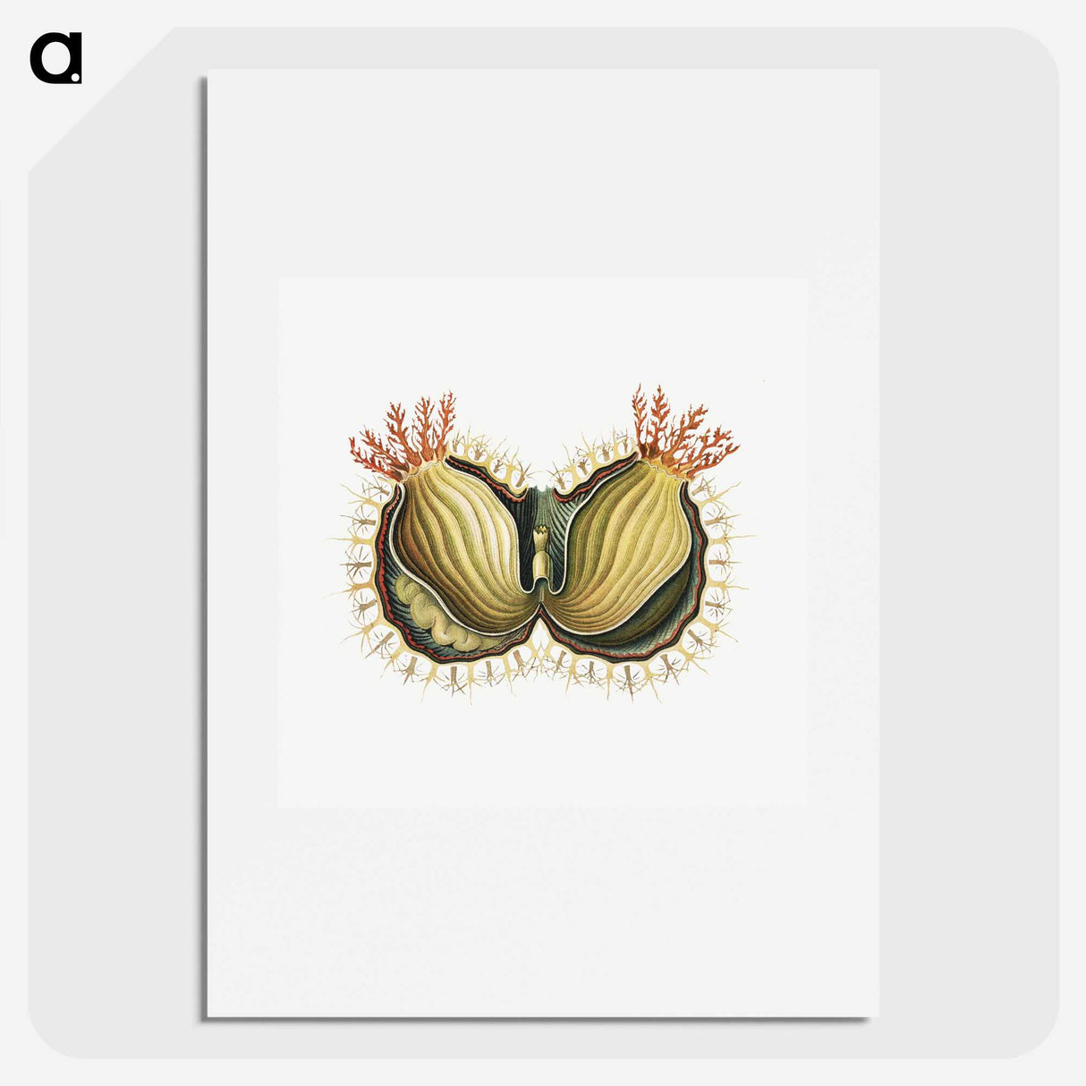 2-61_Ernst-Haeckel_picture