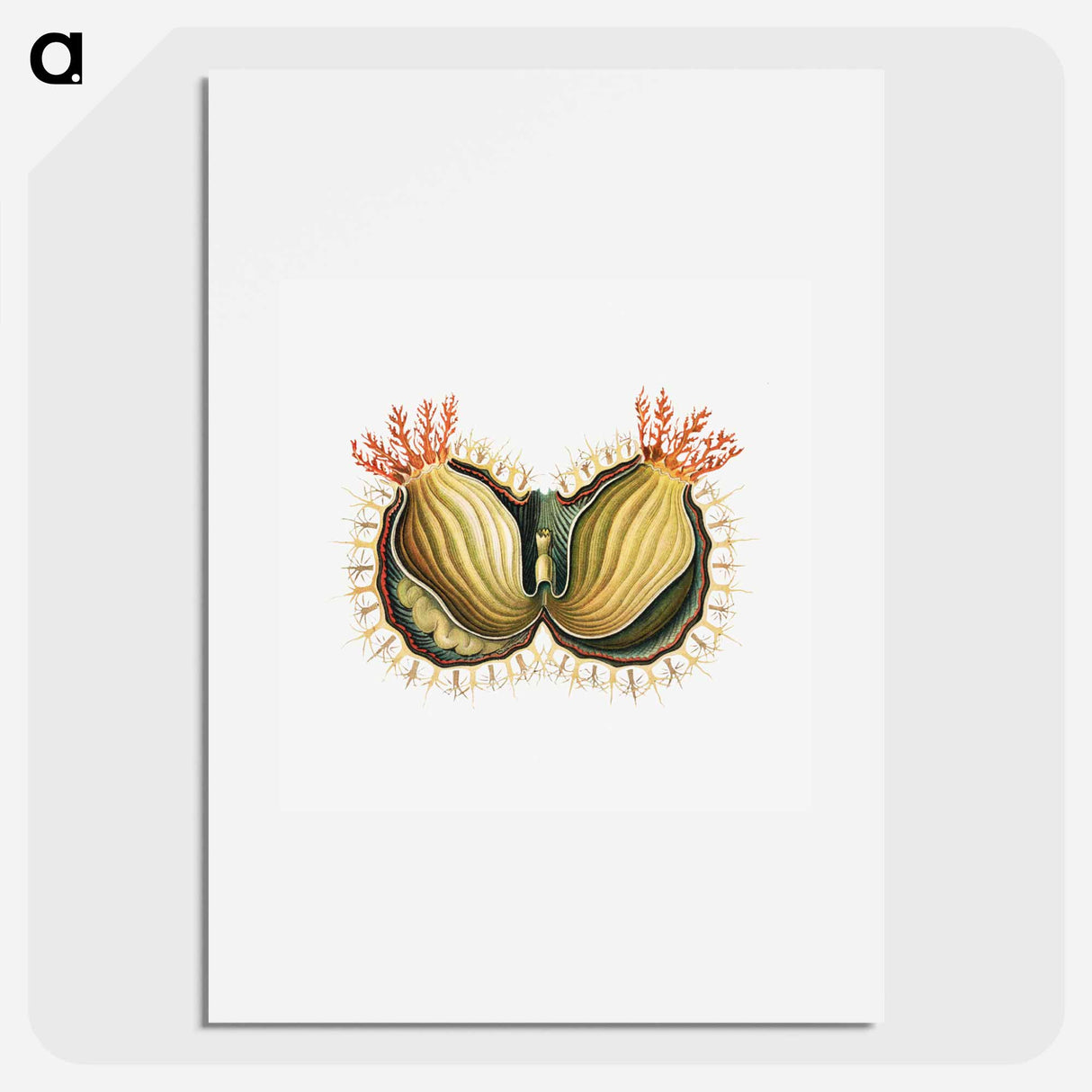 Colorful vintage tunicate illustration - エルンスト ヘッケル Poster.