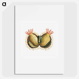Colorful vintage tunicate illustration - エルンスト ヘッケル Poster.