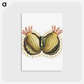2-61_Ernst-Haeckel_postcard