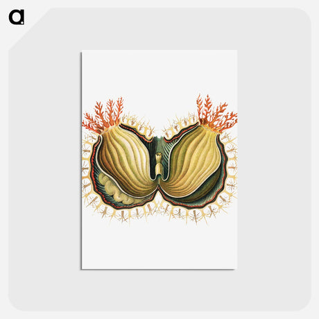 アートポストカード-Colorful vintage tunicate illustration - エルンスト ヘッケル Postcard.