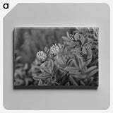 2-61_Frederick-Charles-Brockett_canvas