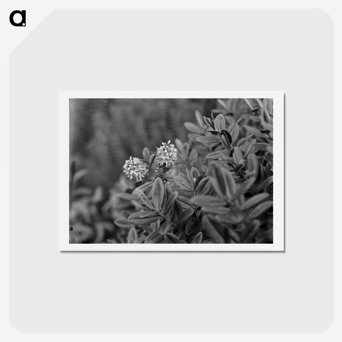 2-61_Frederick-Charles-Brockett_hagaki