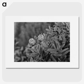 2-61_Frederick-Charles-Brockett_picture