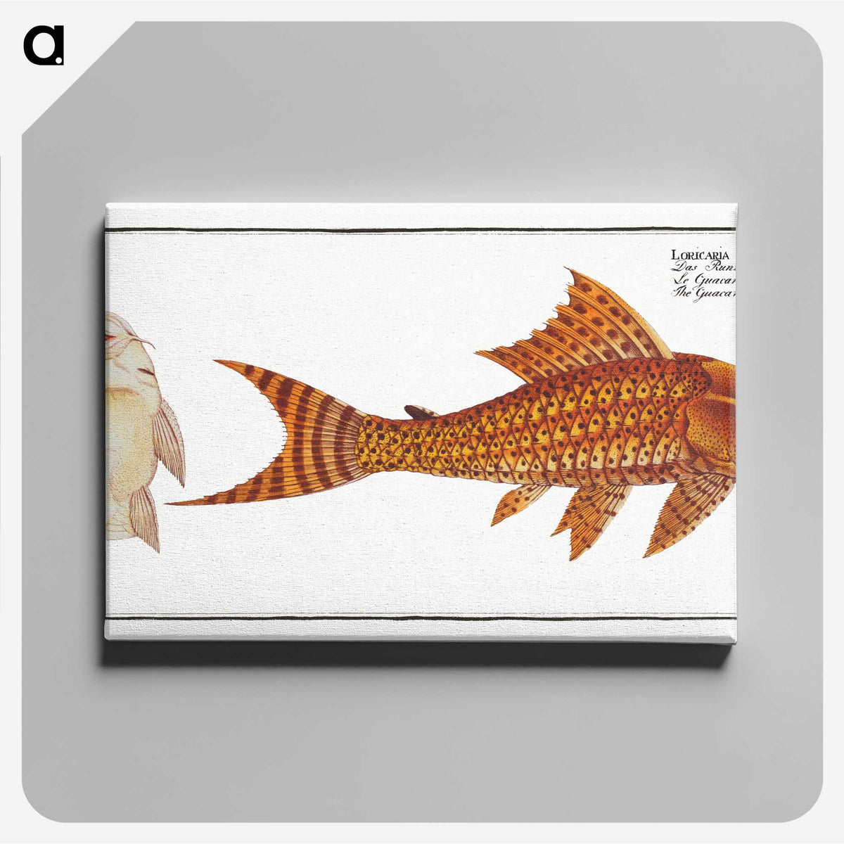 2-61_Ichtyologie-ou-Histoire-naturelle_canvas