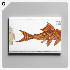 2-61_Ichtyologie-ou-Histoire-naturelle_canvas