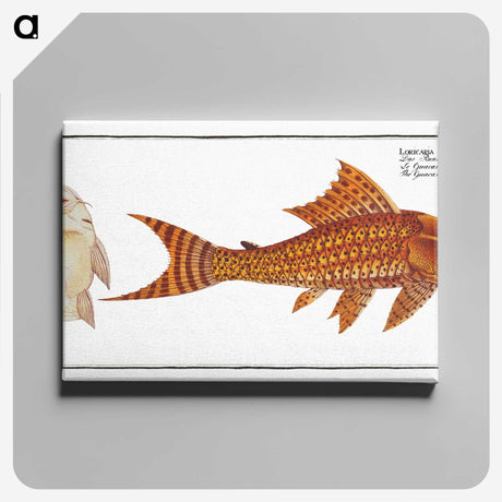 2-61_Ichtyologie-ou-Histoire-naturelle_canvas