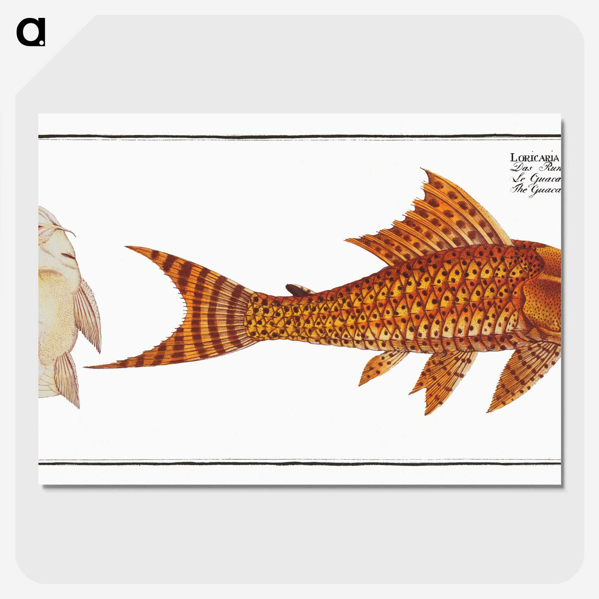2-61_Ichtyologie-ou-Histoire-naturelle_picture-crop