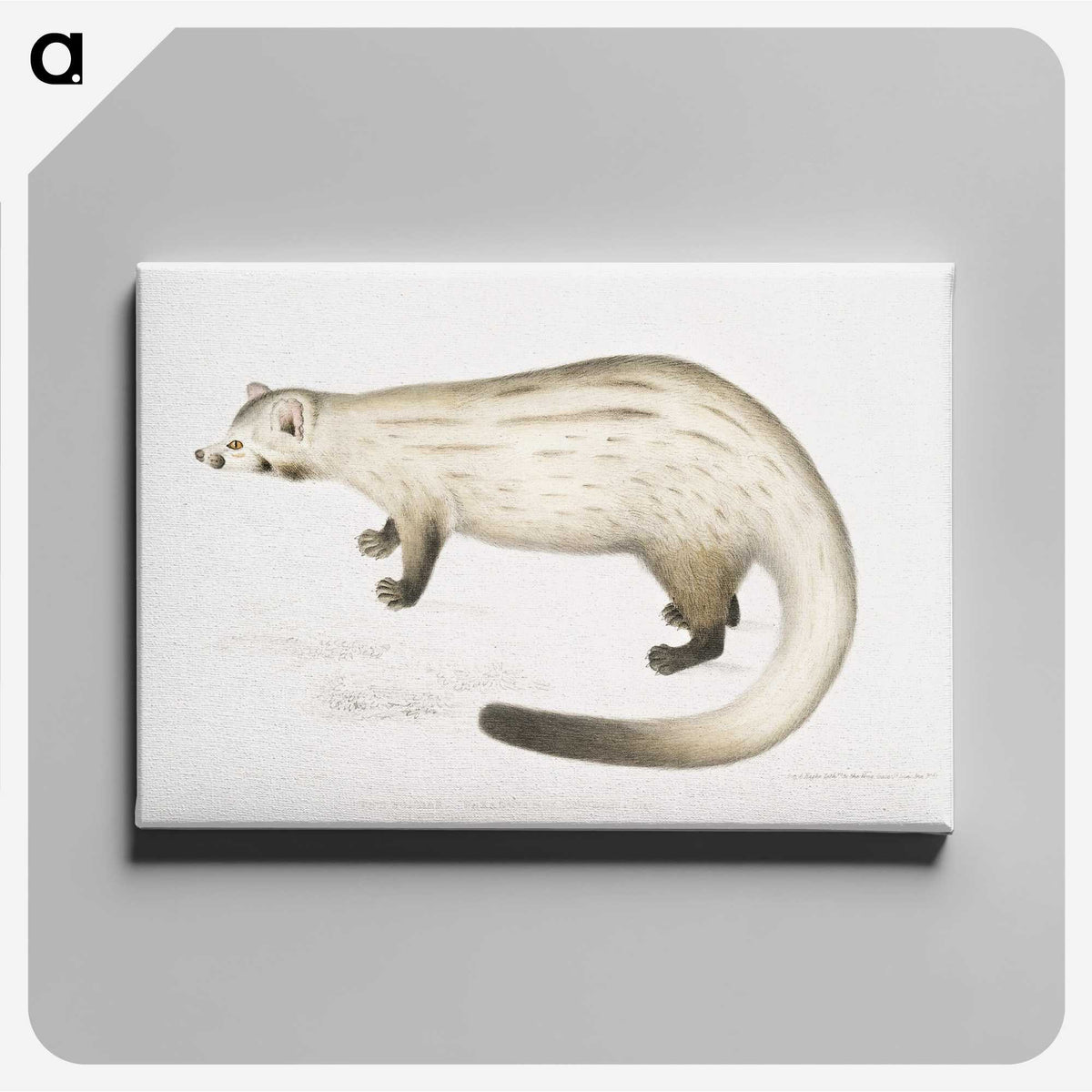 2-61_Indian-Zoology_canvas