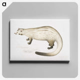 2-61_Indian-Zoology_canvas