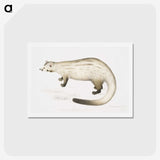 2-61_Indian-Zoology_hagaki