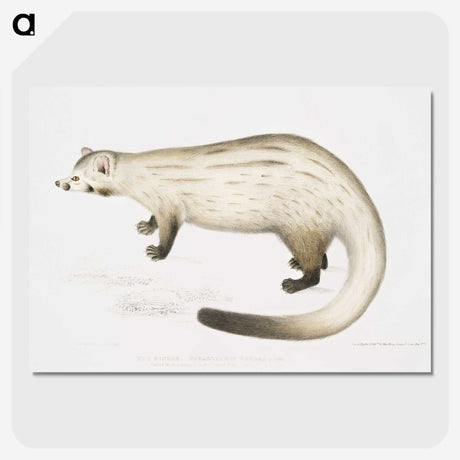 2-61_Indian-Zoology_picture-crop