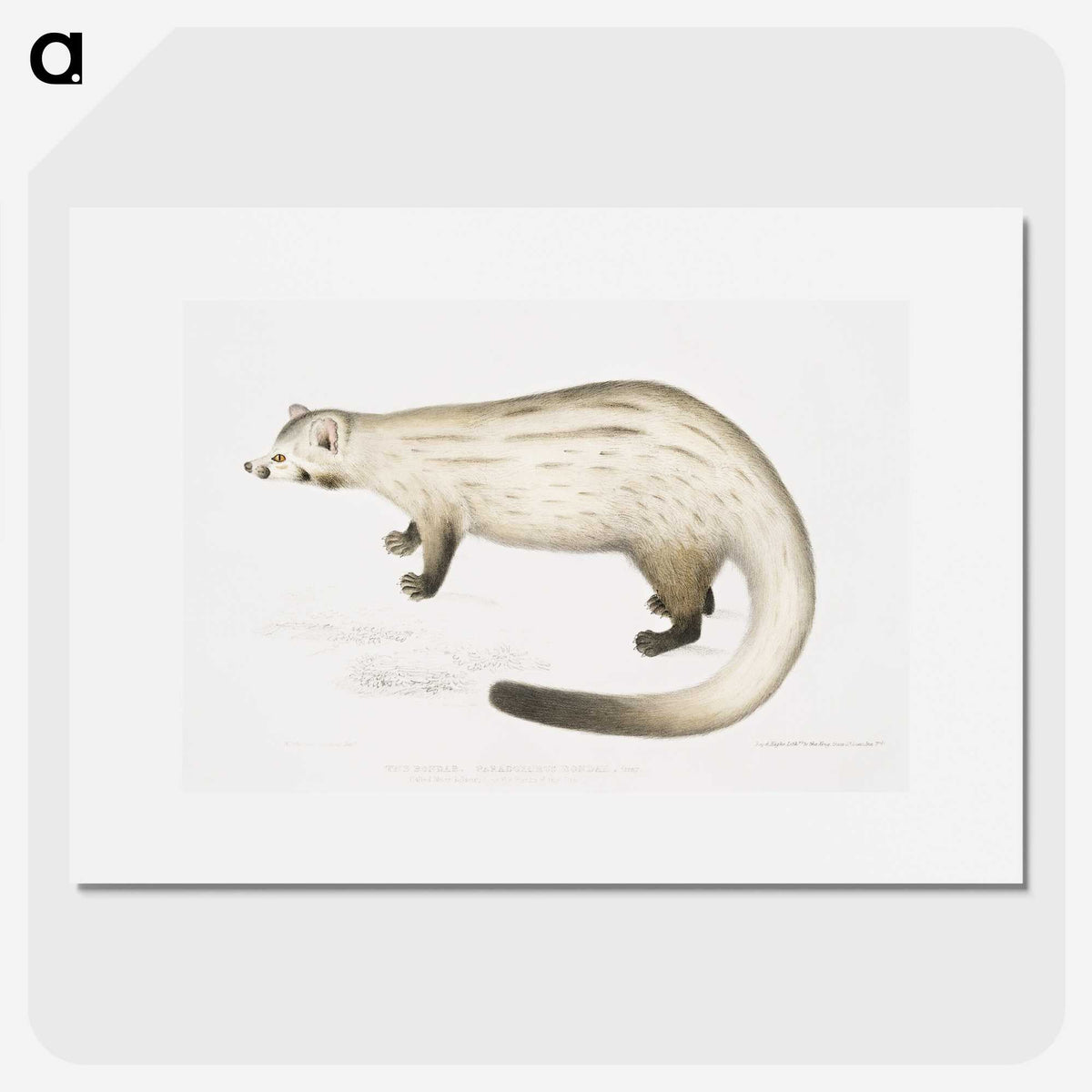 2-61_Indian-Zoology_picture