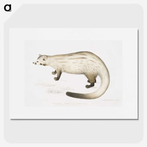 2-61_Indian-Zoology_picture