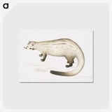 2-61_Indian-Zoology_postcard