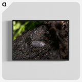 2-61_Insects-Unlocked-Project_blk-crop