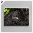 2-61_Insects-Unlocked-Project_canvas