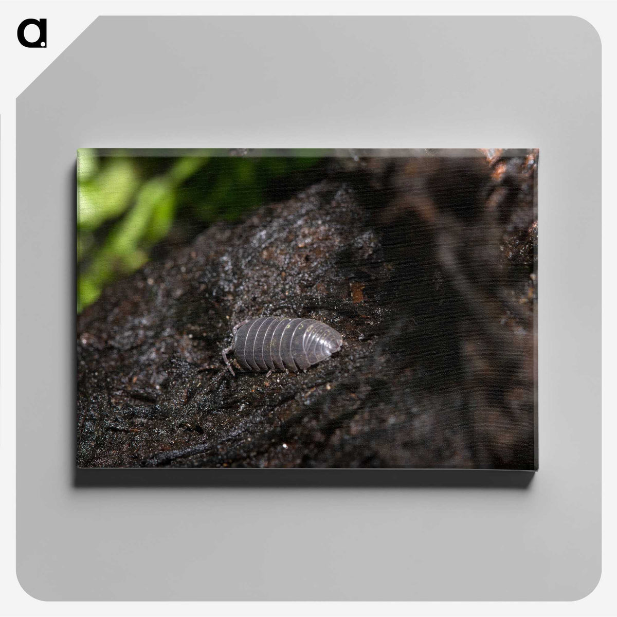 2-61_Insects-Unlocked-Project_canvas