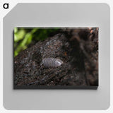 2-61_Insects-Unlocked-Project_canvas