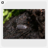 2-61_Insects-Unlocked-Project_picture-crop