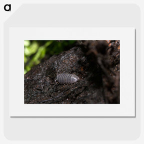 2-61_Insects-Unlocked-Project_picture