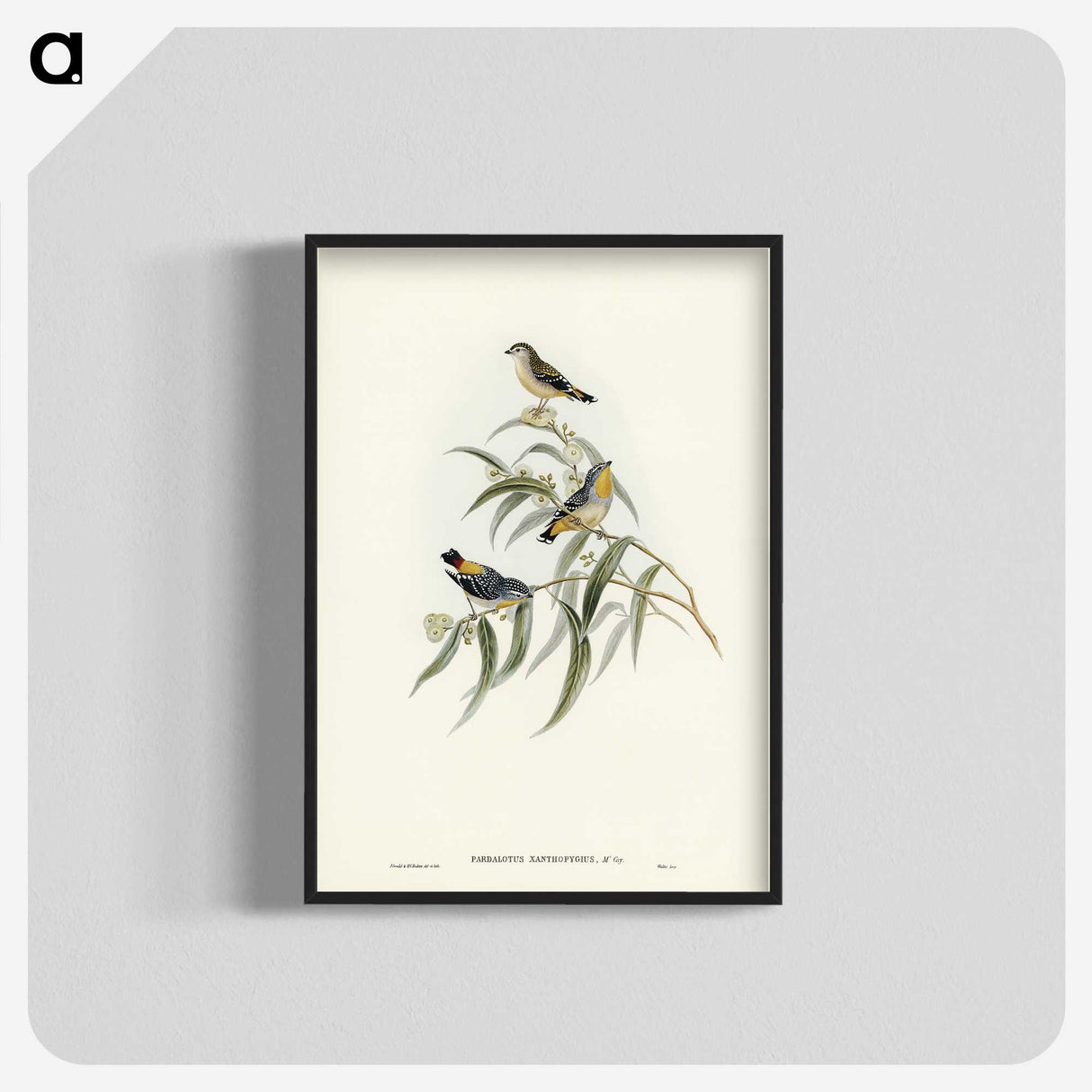 2-61_John-Gould_blk-crop