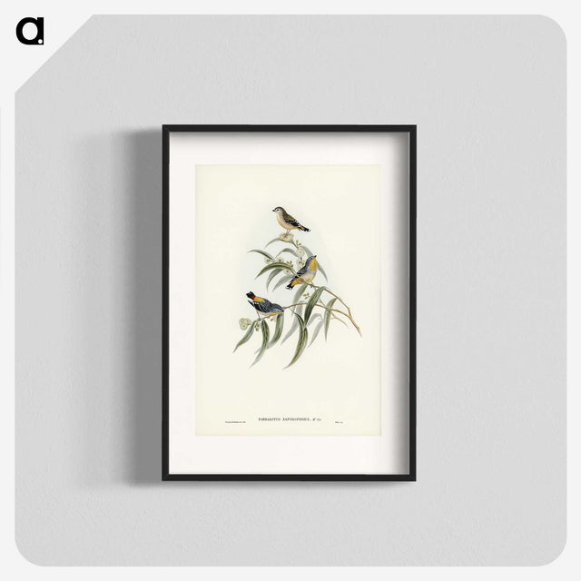 2-61_John-Gould_blk