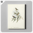 2-61_John-Gould_canvas