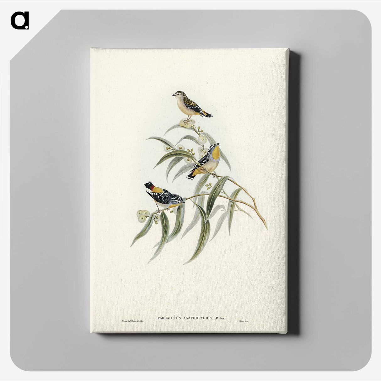 2-61_John-Gould_canvas