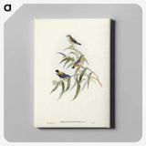 2-61_John-Gould_canvas