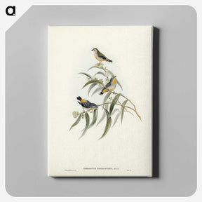 2-61_John-Gould_canvas