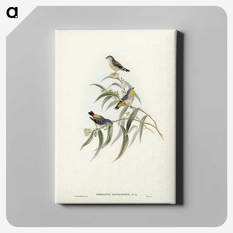2-61_John-Gould_canvas
