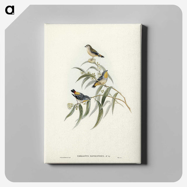 2-61_John-Gould_canvas