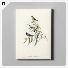 アートパネル-Yellow-rumped Pardalote
 - ジョン グールド Canvas.