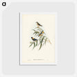 アートポストカード-Yellow-rumped Pardalote
 - ジョン グールド Postcard.