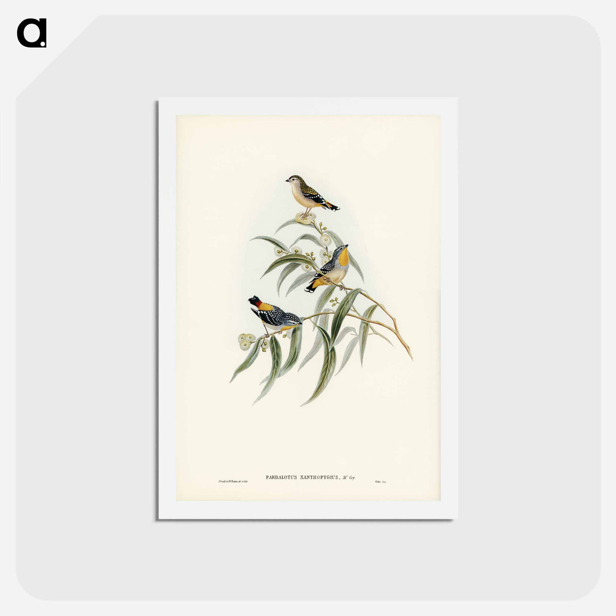 アートポストカード-Yellow-rumped Pardalote
 - ジョン グールド Postcard.