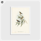 アートポストカード-Yellow-rumped Pardalote
 - ジョン グールド Postcard.